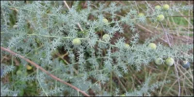 Quel est le fruit de l'asparagus ?