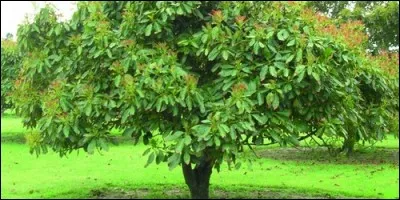 A quelle famille appartient l'avocatier ?