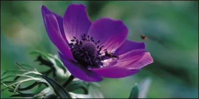 Laquelle est ces fleurs est une renonculacée ?