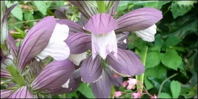 Quelle est la période de floraison de l'acanthe ?