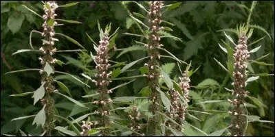 Quel est l'autre nom de l'agripaume ?