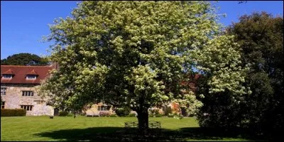 D'où est originaire l'alisier ?