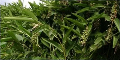 A quelle famille appartient l'amome ?