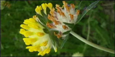 Quelle fleur a pour autre nom la vulnéraire ?