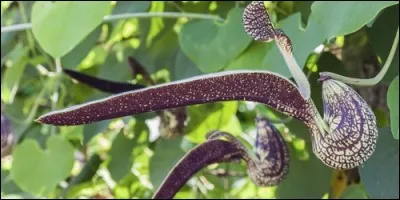 Comment sont les feuilles de l'aristoloche ?
