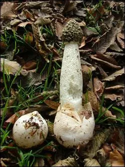 Peut-tre tes-vous tomb nez  nez avec le phallus impudique, qui est bien sr un champignon bien malodorant . Quel est son autre nom ?