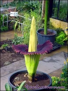 A la Saint-Valentin, il vaut mieux viter d'offrir cet arum qu'on appelle aussi arum qui pue (odeur de charogne) . En plus, il peut mesurer 2 mtres ! Comment s'appelle-t-il ?