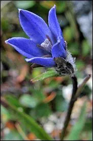 La tige de cette magnifique campanule bleue ne porte qu'une fleur, c'est une campanule ... .