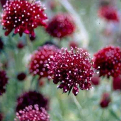 La scabieuse est une plante vivace, de culture facile et trs ... . Tout l't elle couvre les massifs de nombreuses fleurs pourpre fonc.
