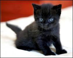 J'observe l'image et je vois : un chat noir aux yeux verts !