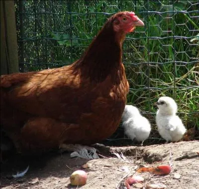 J'observe l'image et je vois : 2 poussins blancs  ct de la poule et 1 oeuf au sol !