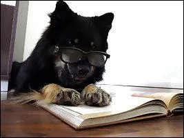 Il sait lire, nom d'un chat ! Des journalistes amricains ont invent un mot dsignant les personnes croyant  la supriorit du livre sur papier sur le livre numrique :