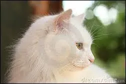 Qui est le plus sympathique lors de son arrive au clan ?