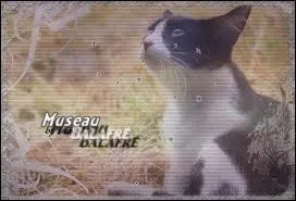 Qui a tu Petite Feuille ?