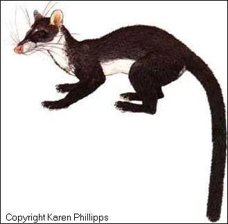 Quelle est cette civette de Borno ?