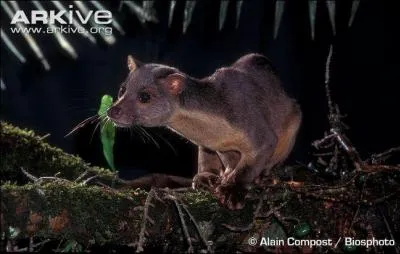 Quelle est cette civette endmique  Sulawesi ?