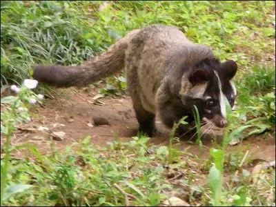 Quelle est cette civette aussi appele Pagume ?