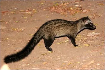 Quelle est cette civette du sous-continent indien ?