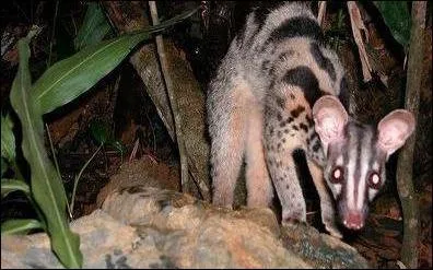 Quelle est cette civette au nom scientifique chrotogale owstoni ?