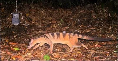 Quelle est cette civette peu connue ?