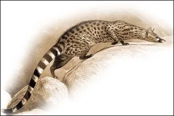 Quelle est cette genette se nourrissant principalement d'insectes et de petits mammifres ?
