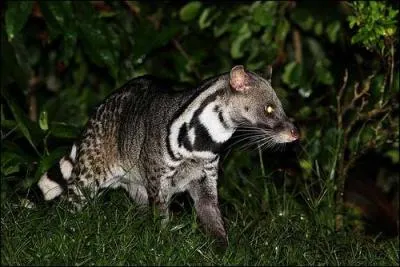 Quelle est cette civette qui peut vivre vingt ans en captivit ?