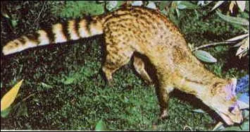 Quelle est cette petite civette dont le nom scientifique est viverricula indica ?