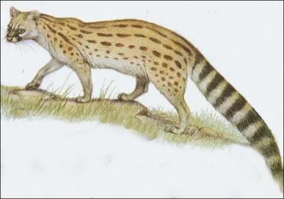 Quelle est cette genette de 40, 8 cm  43 cm de long ?