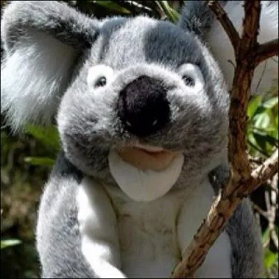 Comment s'appelle cette peluche ?