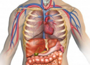 Quiz L'anatomie du corps humain