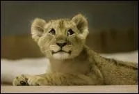 Qui est l'enfant de la lionne ?