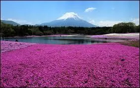 Voir la vie en rose, c'est possible grce au ...  Tokyo au Japon.