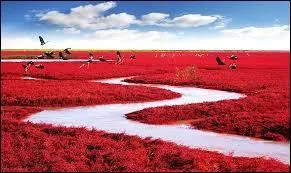 Un miracle de la nature ! Il s'agit de la plage de ... en :