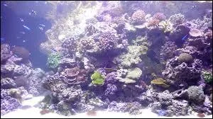 La Grande Barrire de corail de l'... mrite de figurer dans ce quiz !