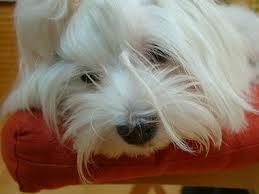 Quiz Chiens