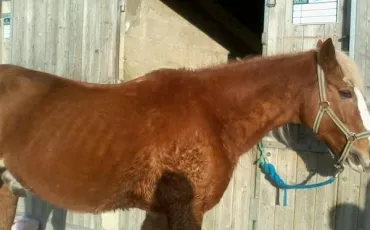Quiz Galop 1