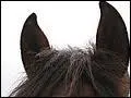 Comment s'appelle cette partie du corps du cheval ?