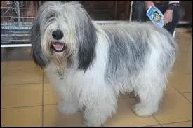 Quelle est cette race de chien ?