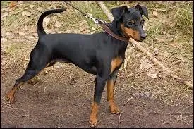 Quelle est cette race de chien ?