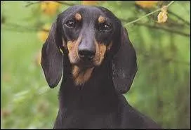 Quelle est cette race de chien ?