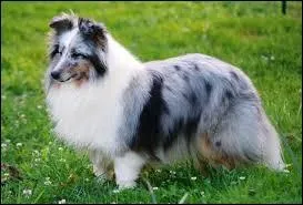 Quelle est cette race de chien ?