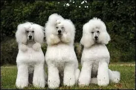 Quelle est cette race de chien ?