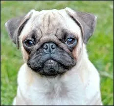 Quelle est cette race de chien ?