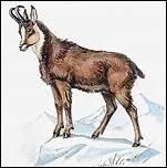 Animal aux cornes recourbes, trs agile. Il aime sauter sur les rochers des montagnes. Je suis... .