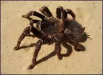 Animal  huit pattes et huit yeux qui tisse une toile en fil de soie pour piger ses proies. Je suis.....