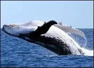 Animal norme qui vit dans la mer. Elle peut rester une heure sous l'eau sans respirer. Je suis... .