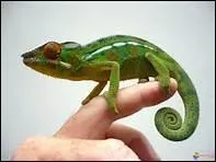 Petit reptile qui prend la couleur de l'endroit o il se trouve. Il mange des insectes. Je suis.....
