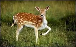Femelle de cerf, maman du faon, la biche vit dans les bois avec sa famille en groupe. Je suis.....