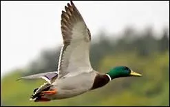 Oiseau au bec aplati et aux pattes palmes qui s'envole chaque automne vers les pays chauds. Je suis.....