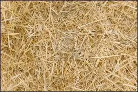  quel film cette image vous fait-elle penser ?